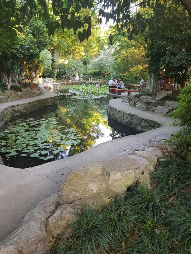 A photo of a pond with lilies in the foreground. At the far end of the pond is a seating area where a group of men have gathered to play Mahjong