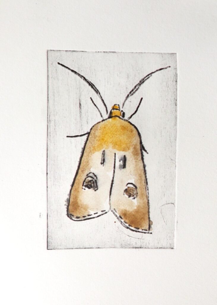 A print of a hand-drawn Heart and Dart moth on a white background, hand-tinted with yellow ochre and brown watercolour paint