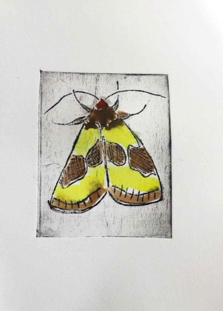 Hand-tinted original Tetra Pak print of a Burnished Brass moth